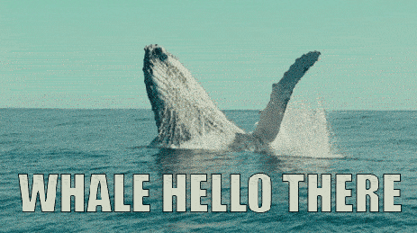 Whale-Hello