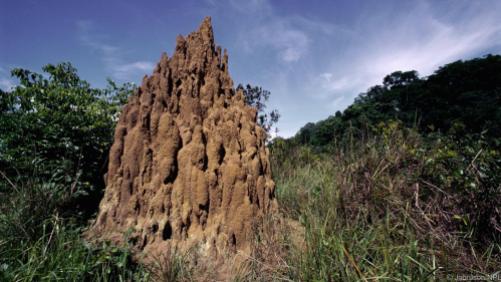 photo: termite mounds in the Democratic Republic of Congo (bbc.com)