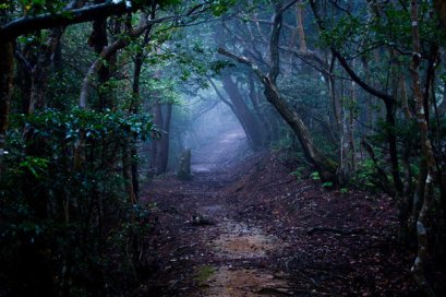 photo: Hoia Baciu Forest (dailystar.co.uk)